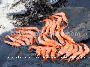 gamba blanca (80-100 piezas/kg)